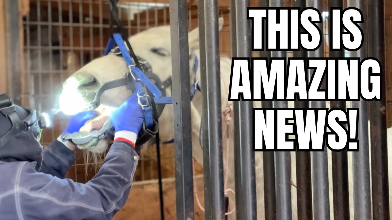 Rescue horse sees the DENTIST! ~ I can't believe what we found!