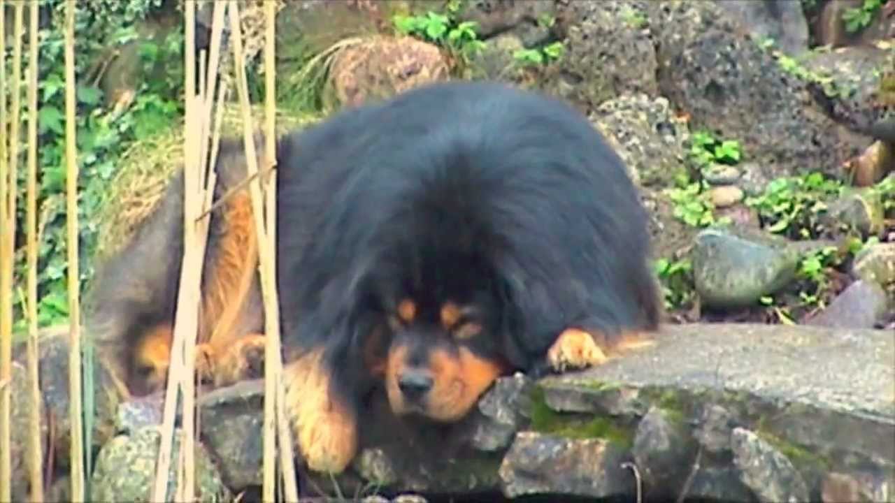 Do Khyi - Best of Breed - Senge - 2011