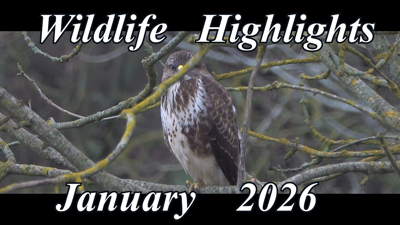 Wildlife Highlights   January 2026