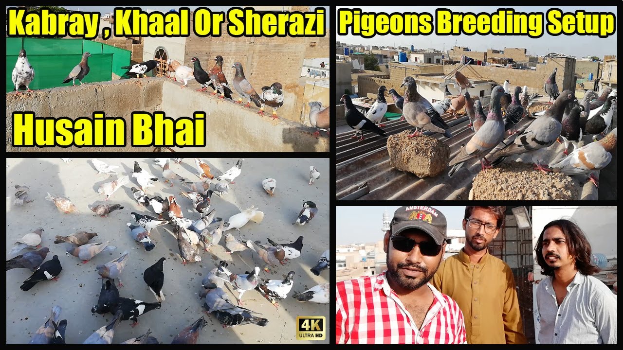 Husain Bhai K Lalband Kabray, Guliyar Khaal, Ghaghray Sherazi  | Amazing Pigeons Breeding Setup