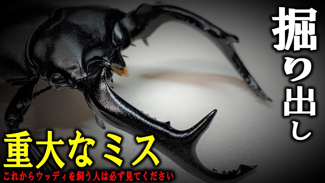 クワガタ界の帝王掘り出し！★重要！★ウッディを飼育したい人は必ず観てください！（くろねこチャンネル）