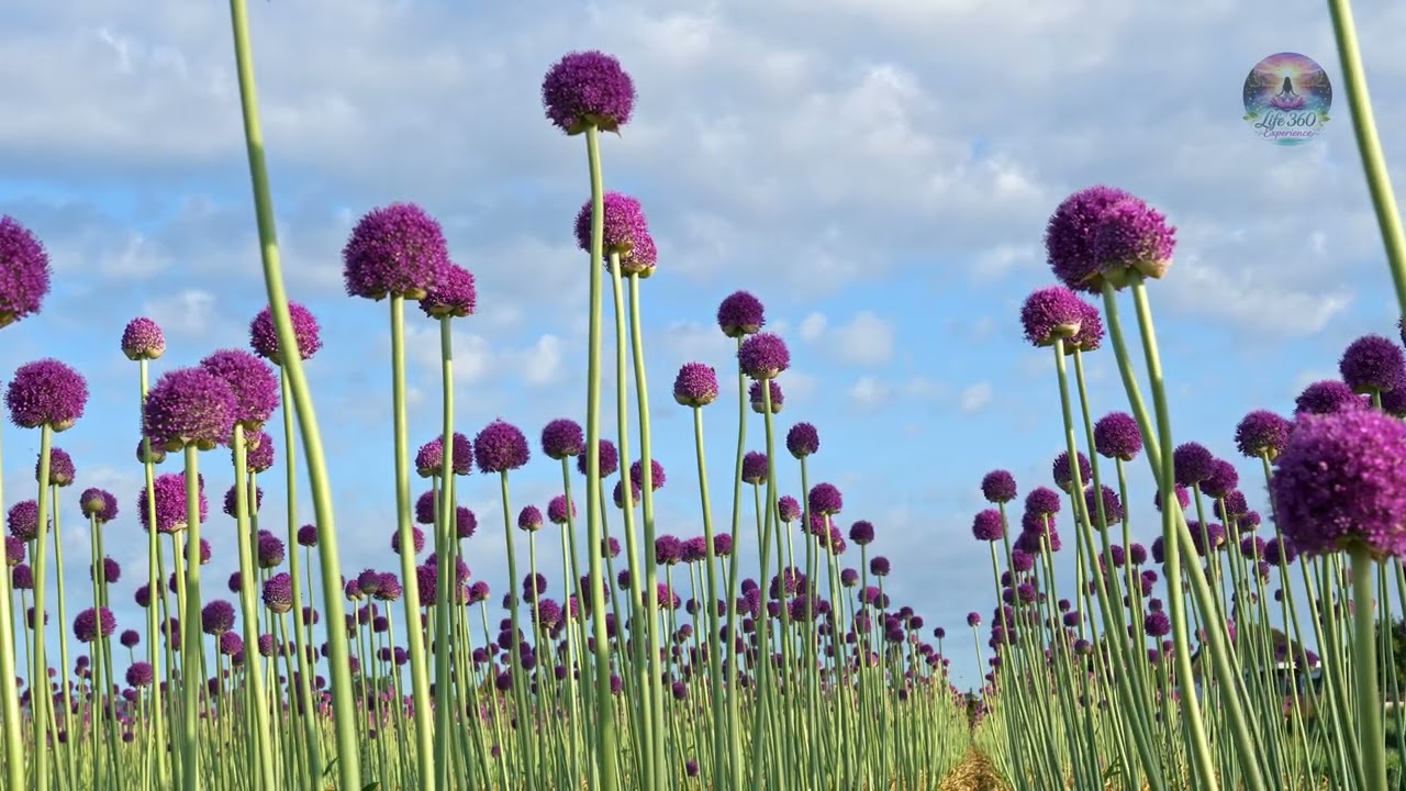 Allium Whispers | A Spring Meditation of Beauty & Harmony 🌸✨