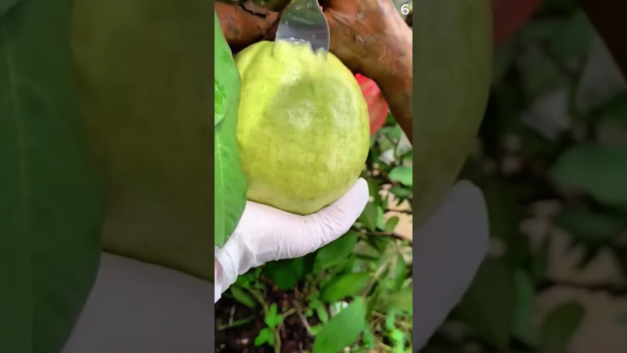 Panen buah jambu biji dengan hasil yang sangat memuaskan #shorts