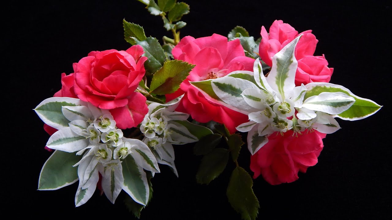 Лечебная музыка Моцарта 🌺 Защита от Вирусов.