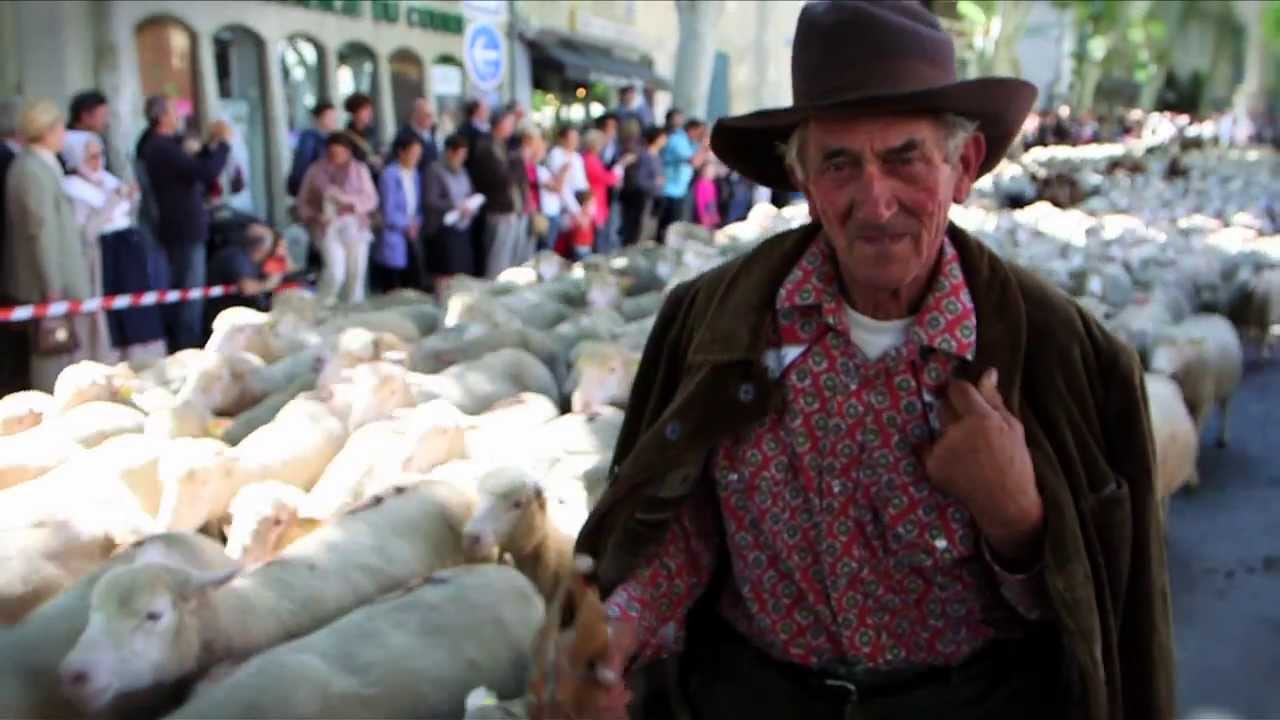 Transhumance en Provence 2014: Saint Rémy de Provence