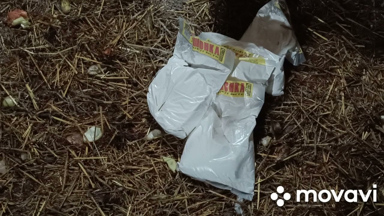 Дезинфекция подстилки в курятнике зимой с курами.