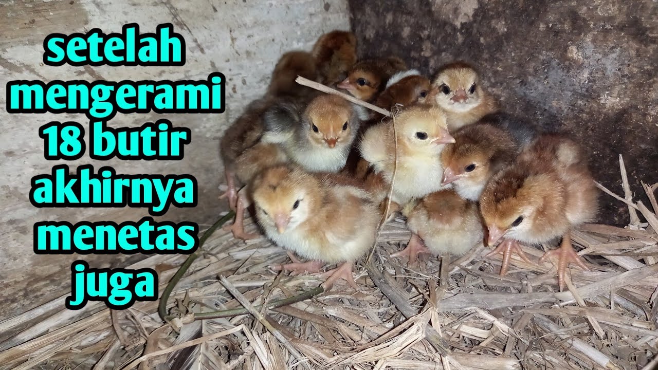 proses mengerami 18 butir telur sampai menetas