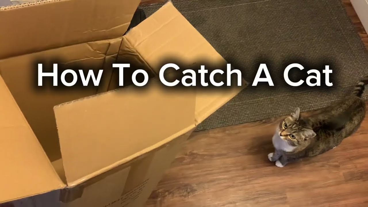How To Catch A Cat 