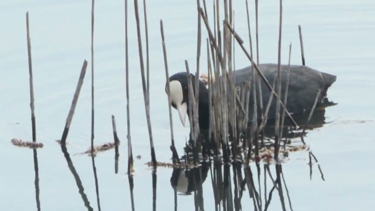 Lago di Porta Versilia