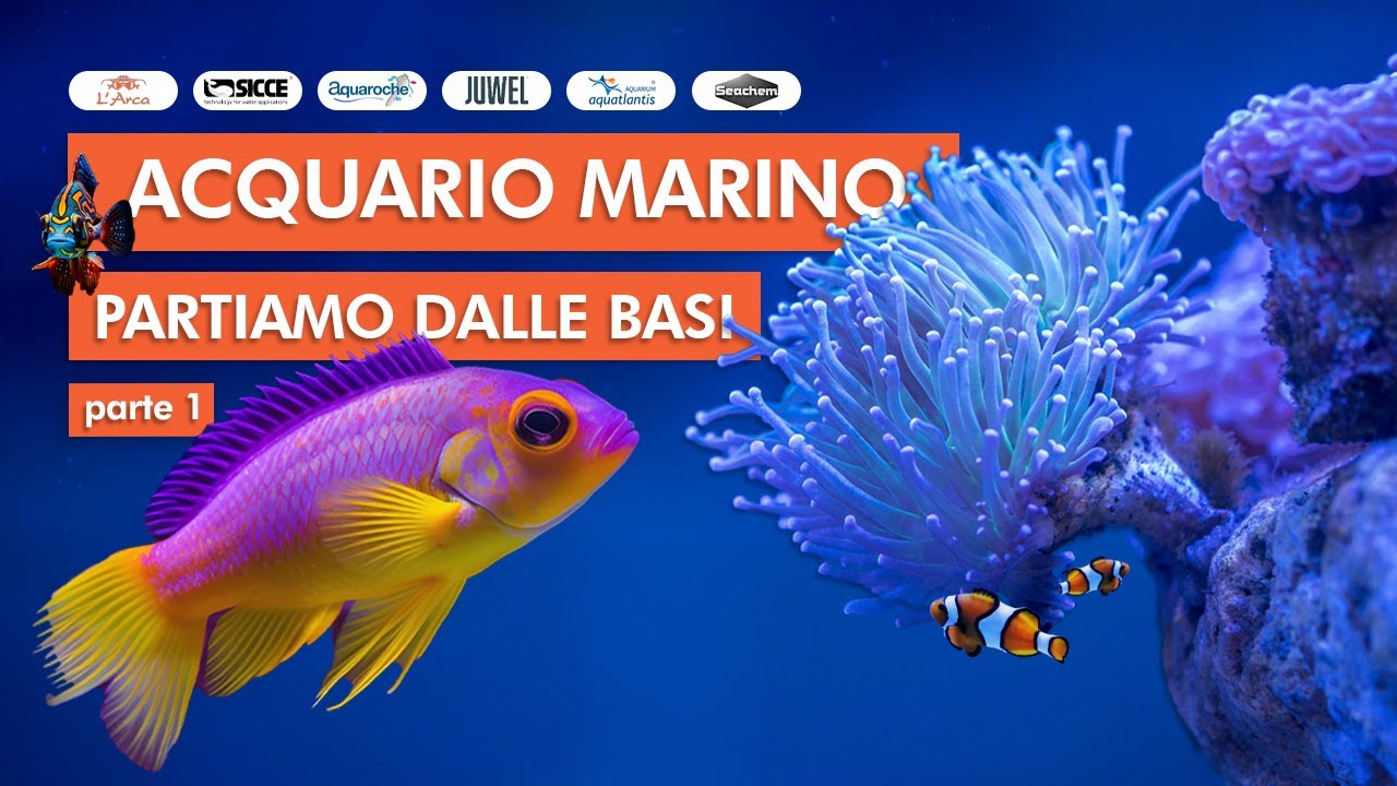 L'ACQUARIO MARINO 🐡🪸 | Partiamo dalle basi (acqua, luce, rocce) pt. 1