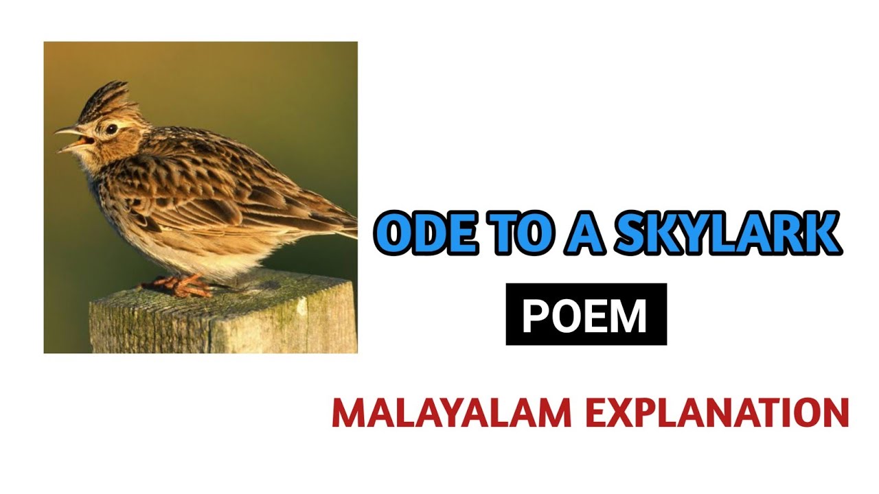 ode to a Skylark Appreciating poetry(part-1) | stanza by stanza |Malayalam explanation
