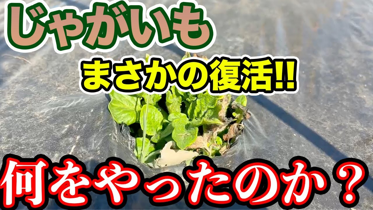【じゃがいも】復活しました！！そのために何をやったのか。