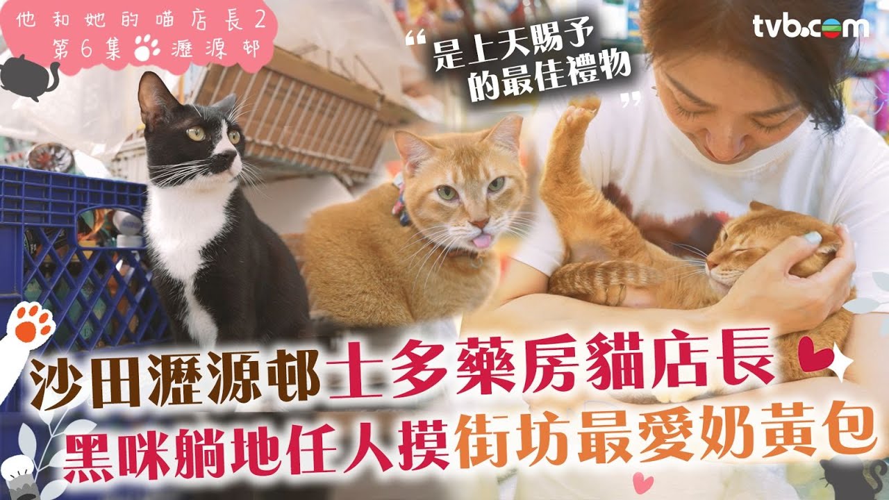 他和她的喵店長2｜瀝源邨兩大貓店長黑咪/ 奶黃包各有各可愛！黑咪躺地任人摸　成日偷食鱈魚絲！街坊最愛奶黃包 