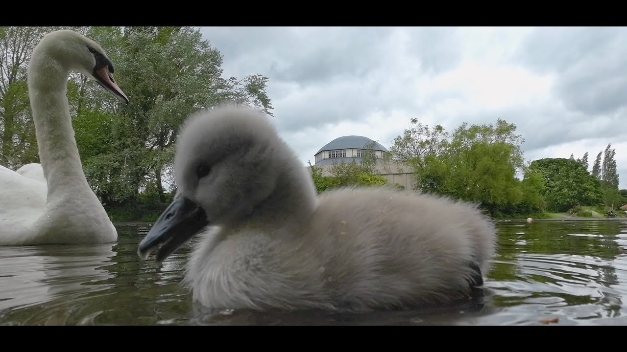 New Swan Family in Exhibition Park 2024