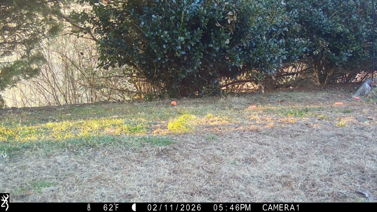 Cottontail visits.