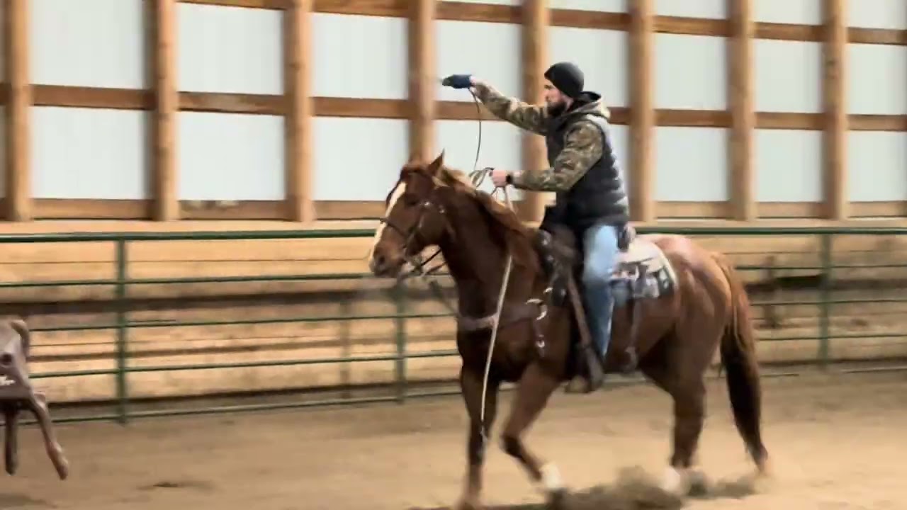 GRAVITY SUNWIND RAIN “Tig” - Top Gun Horse Sale 2026 @TopGunHorseVideos 