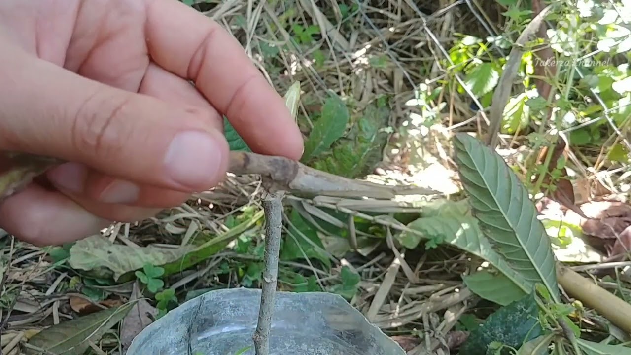 Greffe anglaise sur Néflier - Whip and tongue grafting on loquat tree - تطعيم البشملة بالقلم اللساني