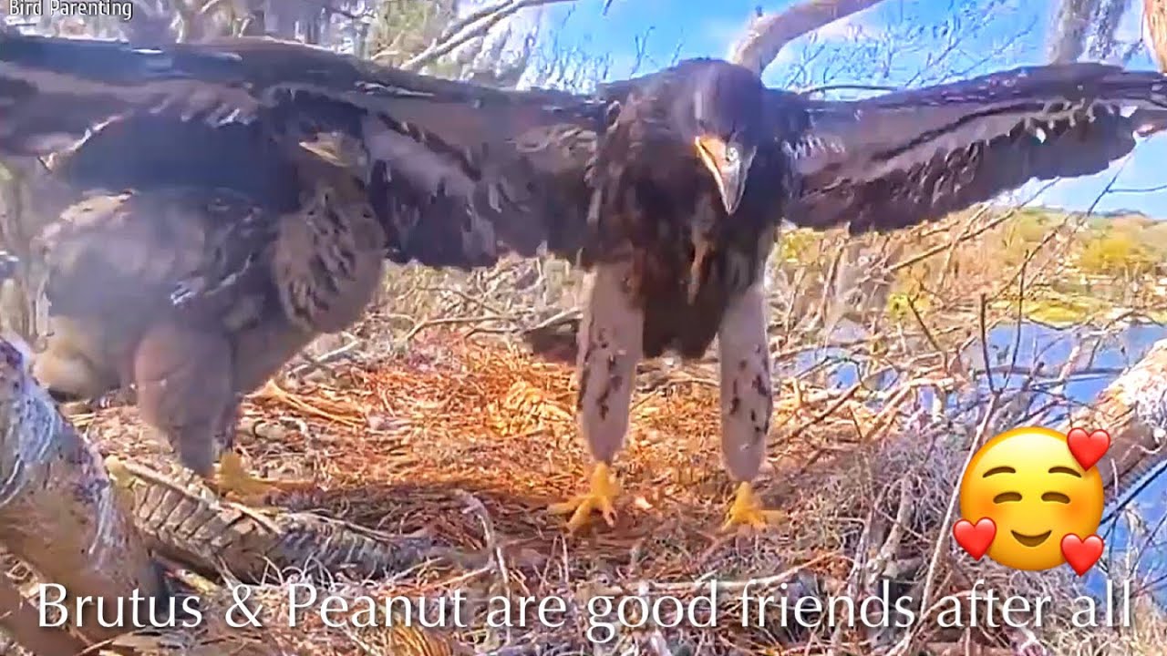 #352🦅Brutus🐥51° & Peanut🐥46°／Winter Park Eagle Nest 2026／Against All Odds:One-Eyed Mom／Wink💗Atlas