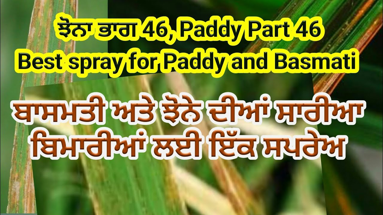 Best Fungicides for Rice (ਝੋਨੇ ਬਾਸਮਤੀ ਵਿੱਚ ਸੱਭ ਰੋਗਾ ਦਾ ਇੱਕ ਇਲਾਜ)by SherGill Markhai