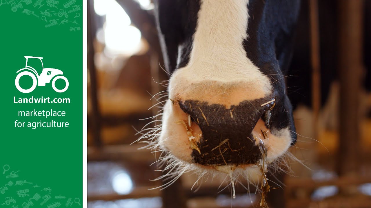 Trinken deine Kühe genügend Wasser? | landwirt.com