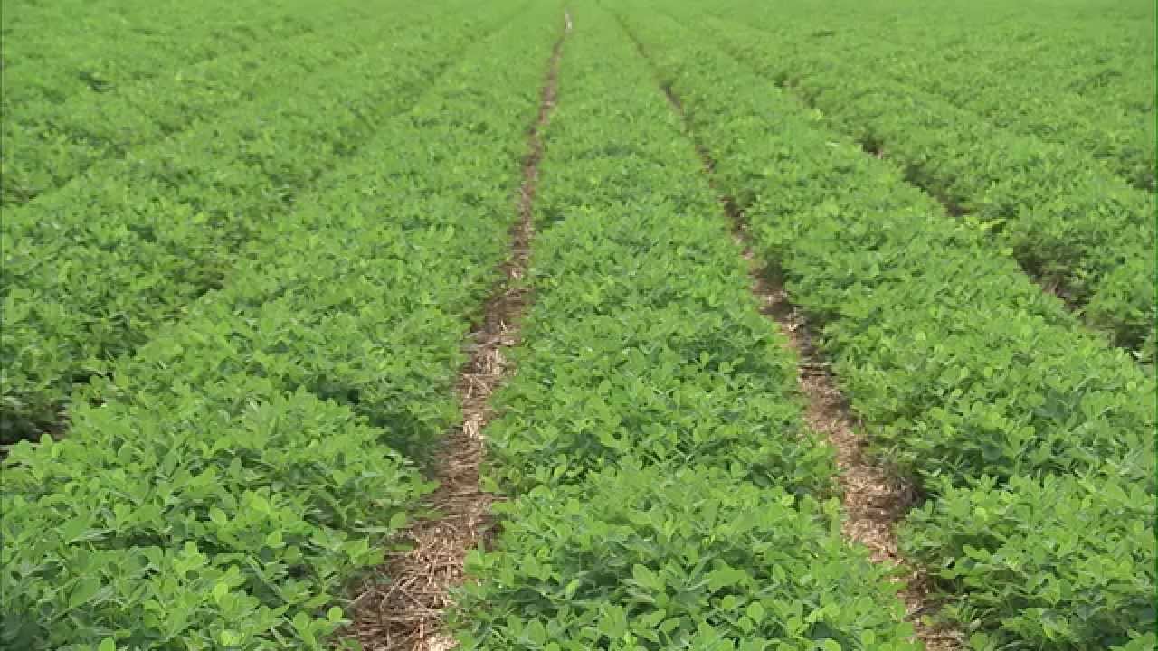 Peanut - Growing