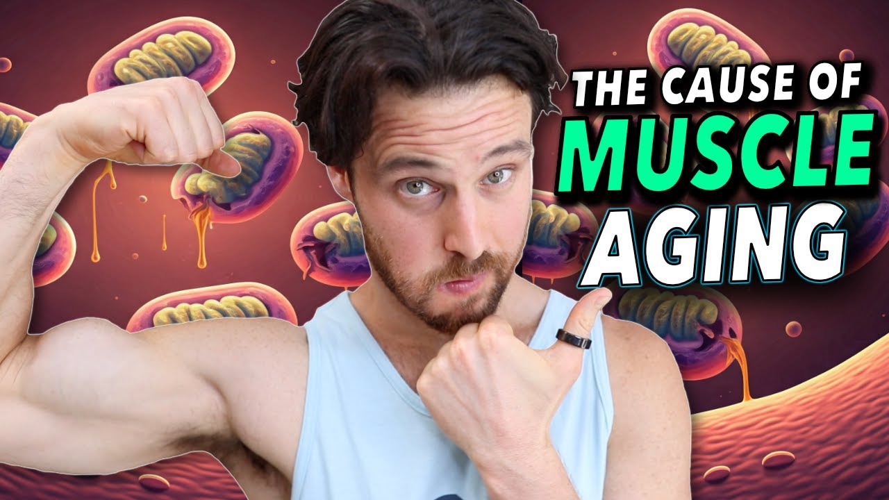 Mitochondria Fragmentation is Aging Your Muscle Faster | Here's How to Stop it