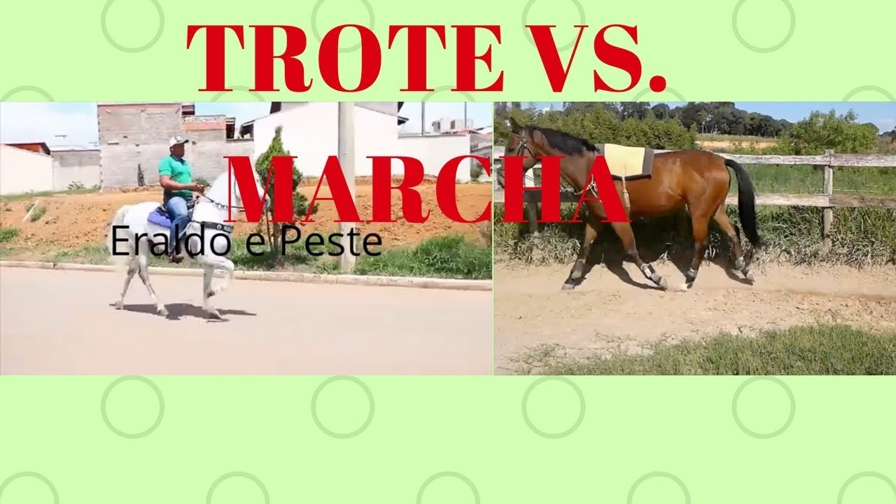 Qual é a Diferença Entre Cavalo de Trote e Cavalo de Marcha?