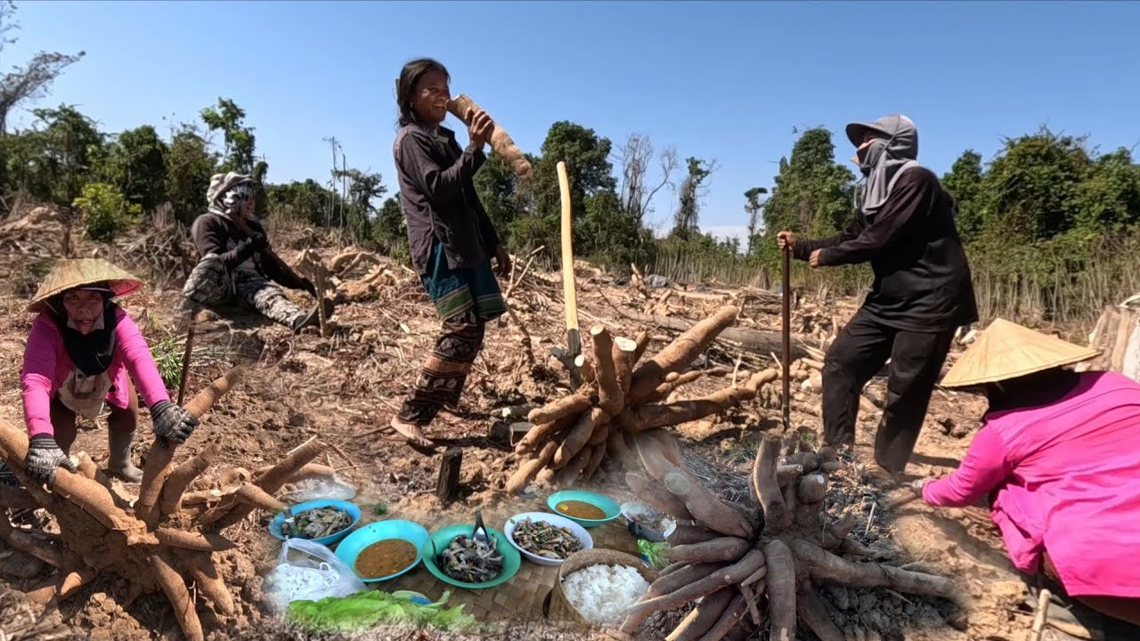 ขุดมันต้นช่วยสายลำ//ຂຸດມັນຕົ້ນຊ່ວຍສາຍລຳ