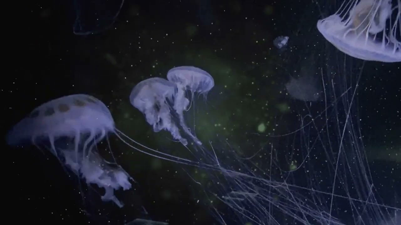 Chauffeur et Parlak - The Sleep Of Color (Official Video)