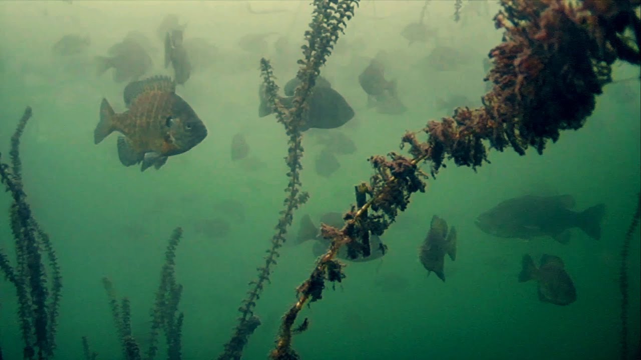 Ice Fishing Wisconsin SUPER CLEAR Underwater! HUNDREDS OF FISH!