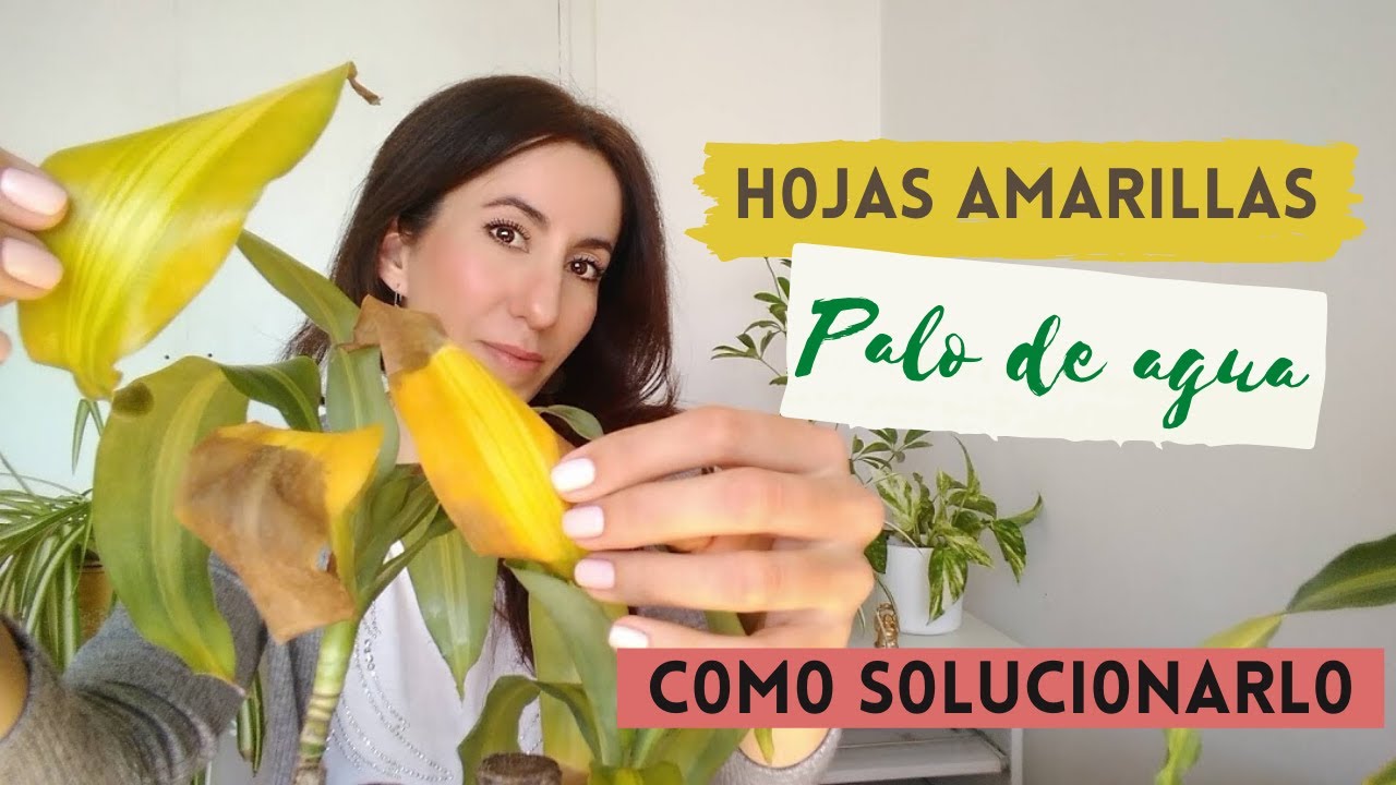 PORQUÉ SE PONEN AMARILLAS LAS HOJAS DEL PALO DE AGUA