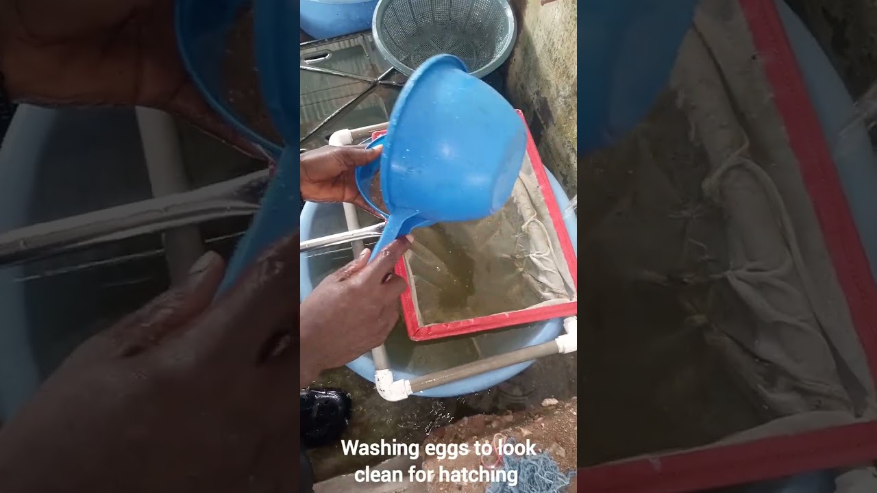 Tilapia eggs hatching process