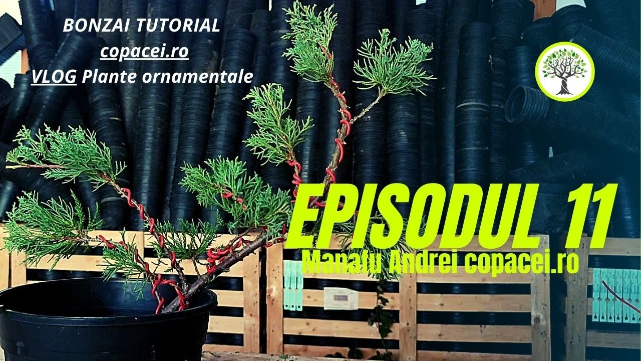Cum să faci un * BONSAI * - Primul meu bonsai - TUTORIAL - VLOG Plante ornamentale ep11