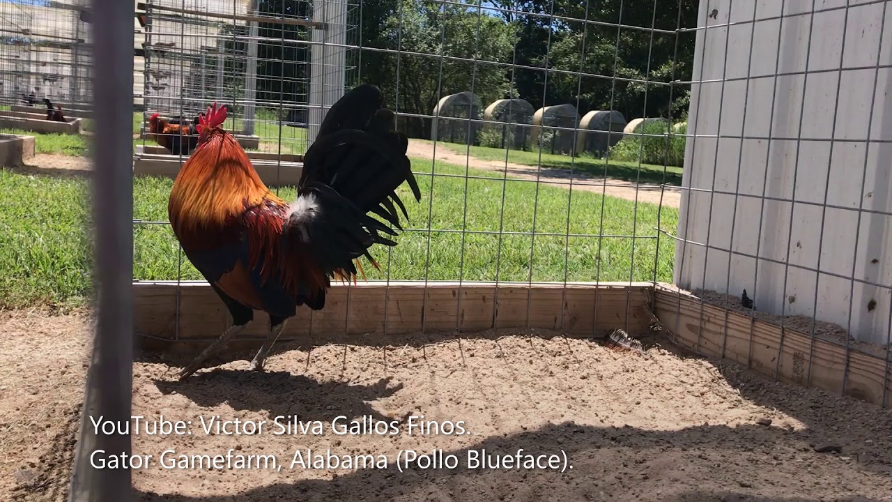 Visitando Gator GameFarm del criador Jason Daniel en Alabama. Victor Silva.