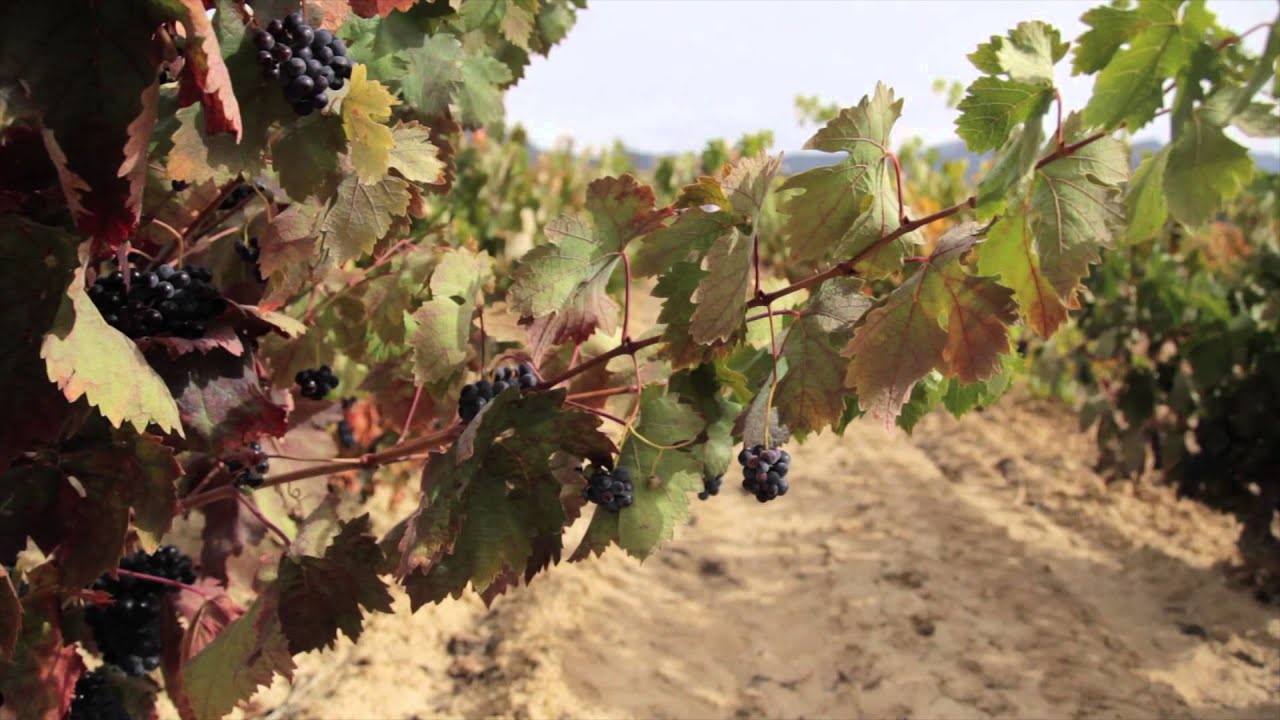 The Wine Experience by Thabuca Wine Tours
