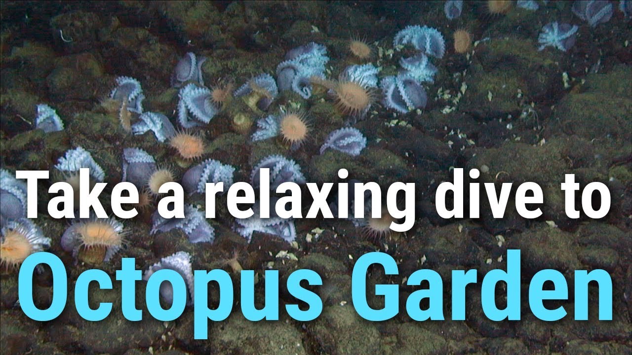 30 MINS of Extraordinary Footage of Octopus Garden from HOV Alvin Submarine