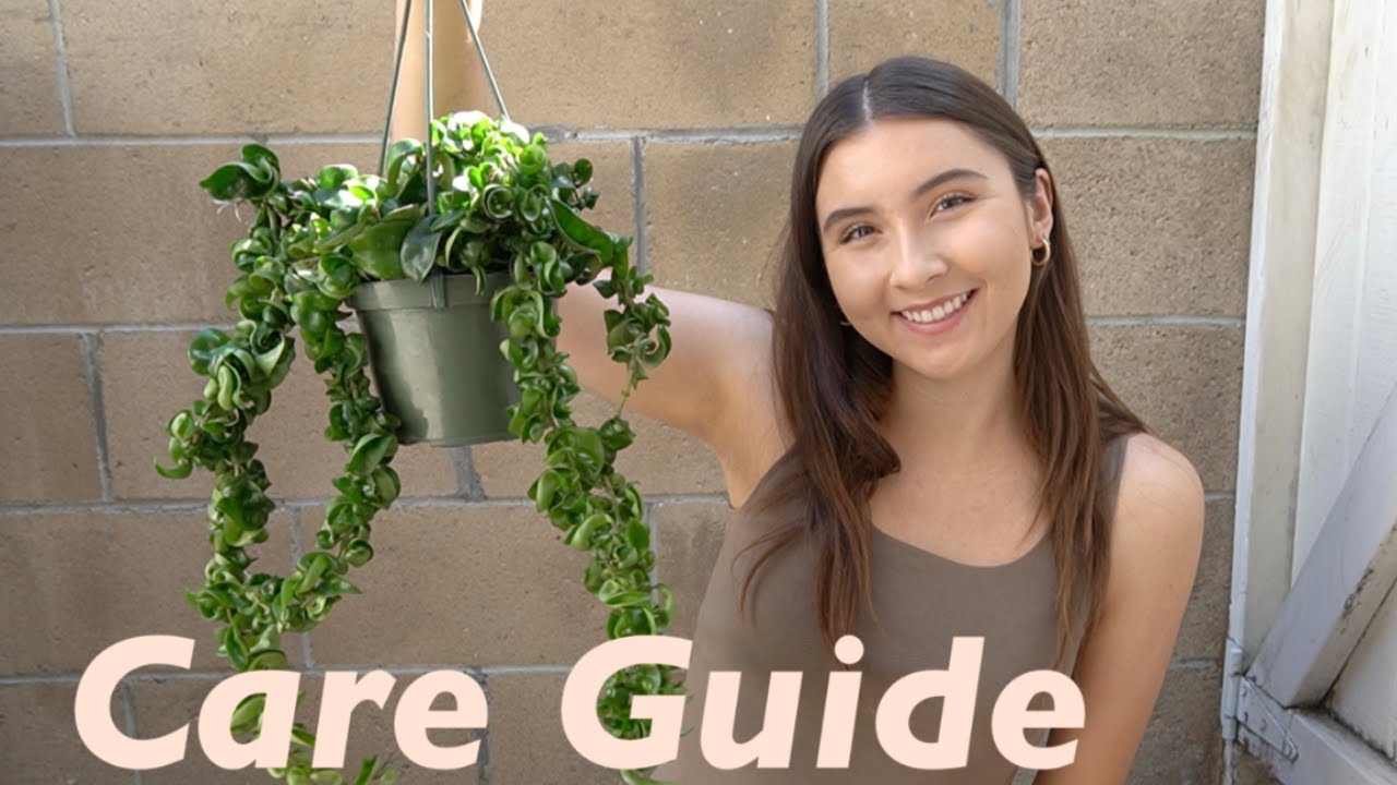 Hoya Hindu Rope Full Care Guide