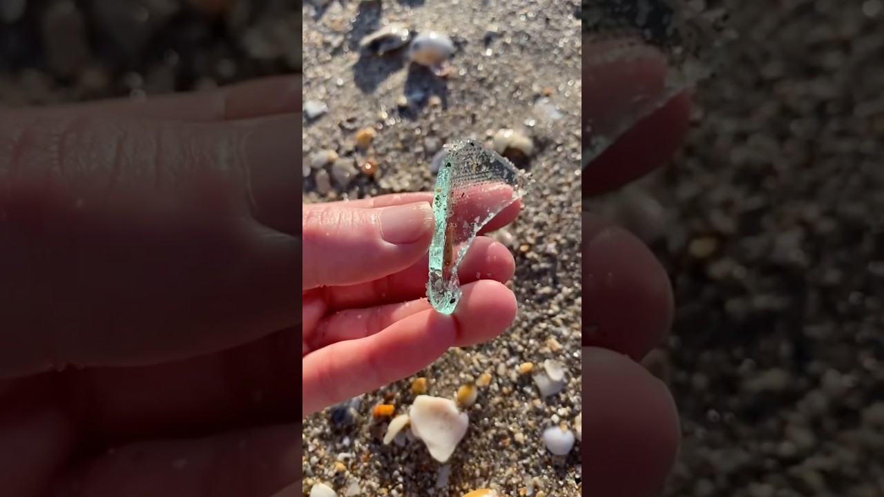 Found Seaglass, Wampum, & Rare Shells While Shelling Florida’s Beaches Today! 🐚🌊💎
