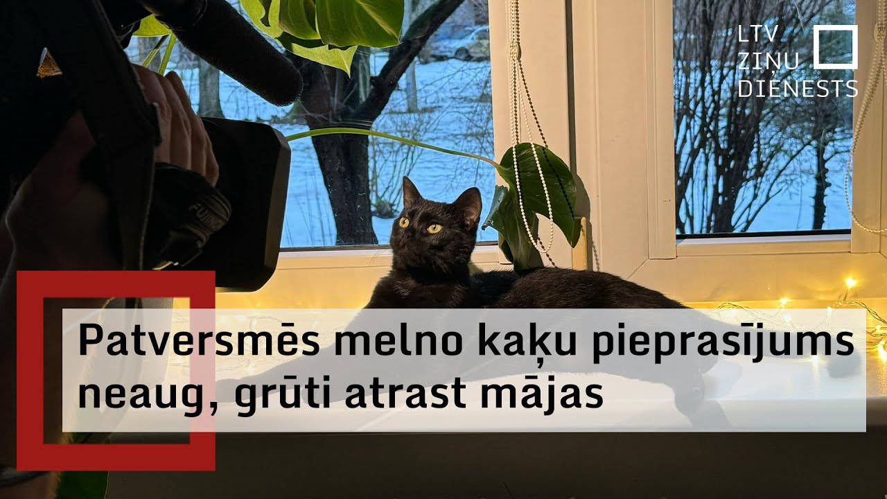 Patversmēs melno kaķu pieprasījums neaug, grūti atrast mājas