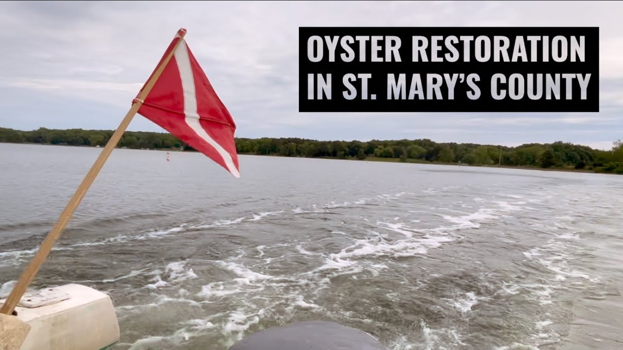 Oyster Restoration in St. Mary's County