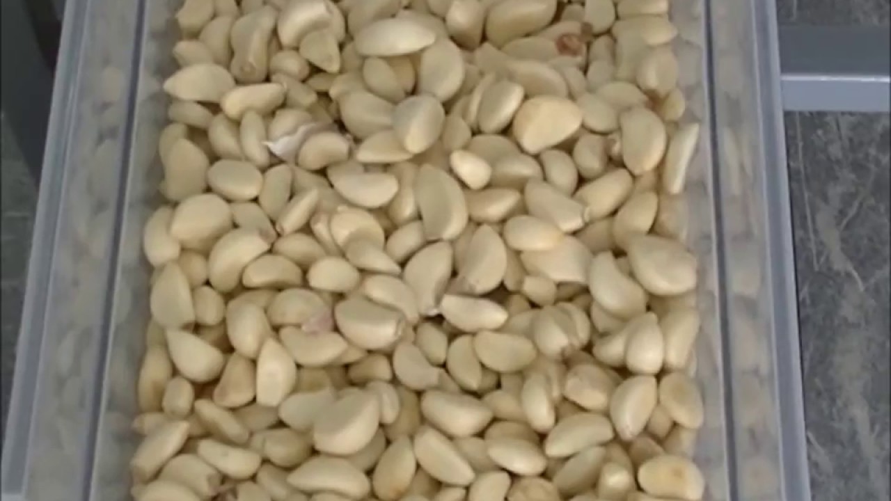 GARLIC PEELING MACHINE TURBO