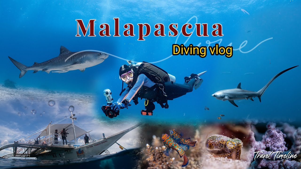 Malapascua Island, go Sucba Diving with the cutest sharks in the world.