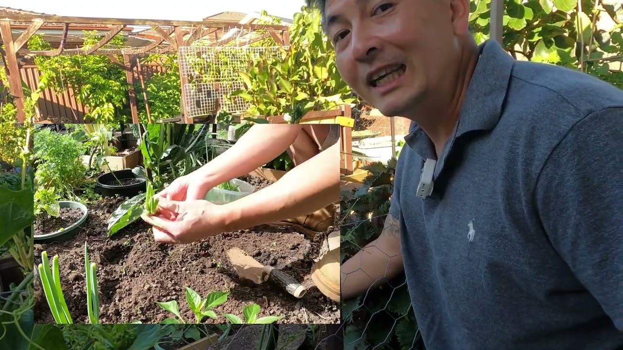 LIVING OFF HOMEGROWN PRODUCE -Summer garden update ( Gardening EP 2)