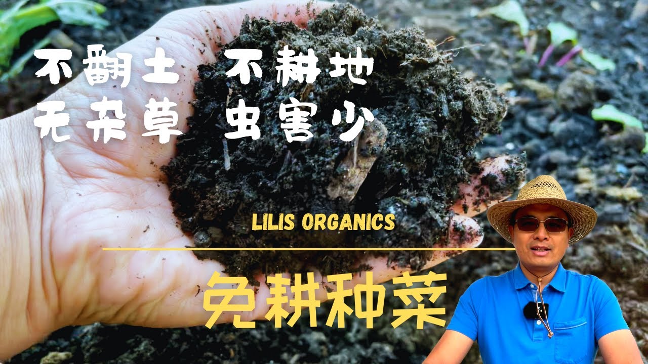 免耕种菜，不翻土、不耕地，无杂草，虫害少 | No-till No-dig gardening