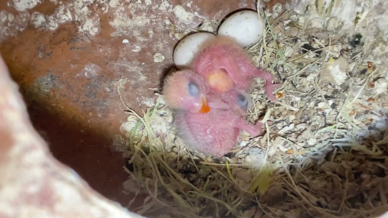 Love birds eggs and chicks #lovebirds #birds #eggs