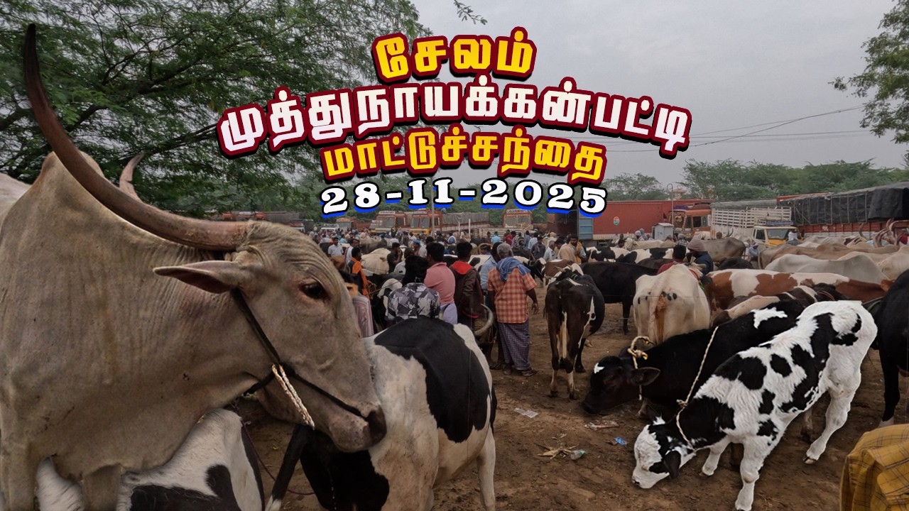 🐃28.11.25 சேலம் முத்துநாயக்கன்பட்டி மாட்டுச்சந்தை |  🐄Salem Muthunayakkanpatti mattusanthai |