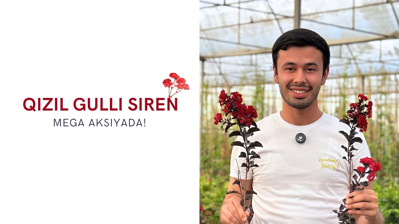 Qora bargli qizil gulli siren aksiyada!