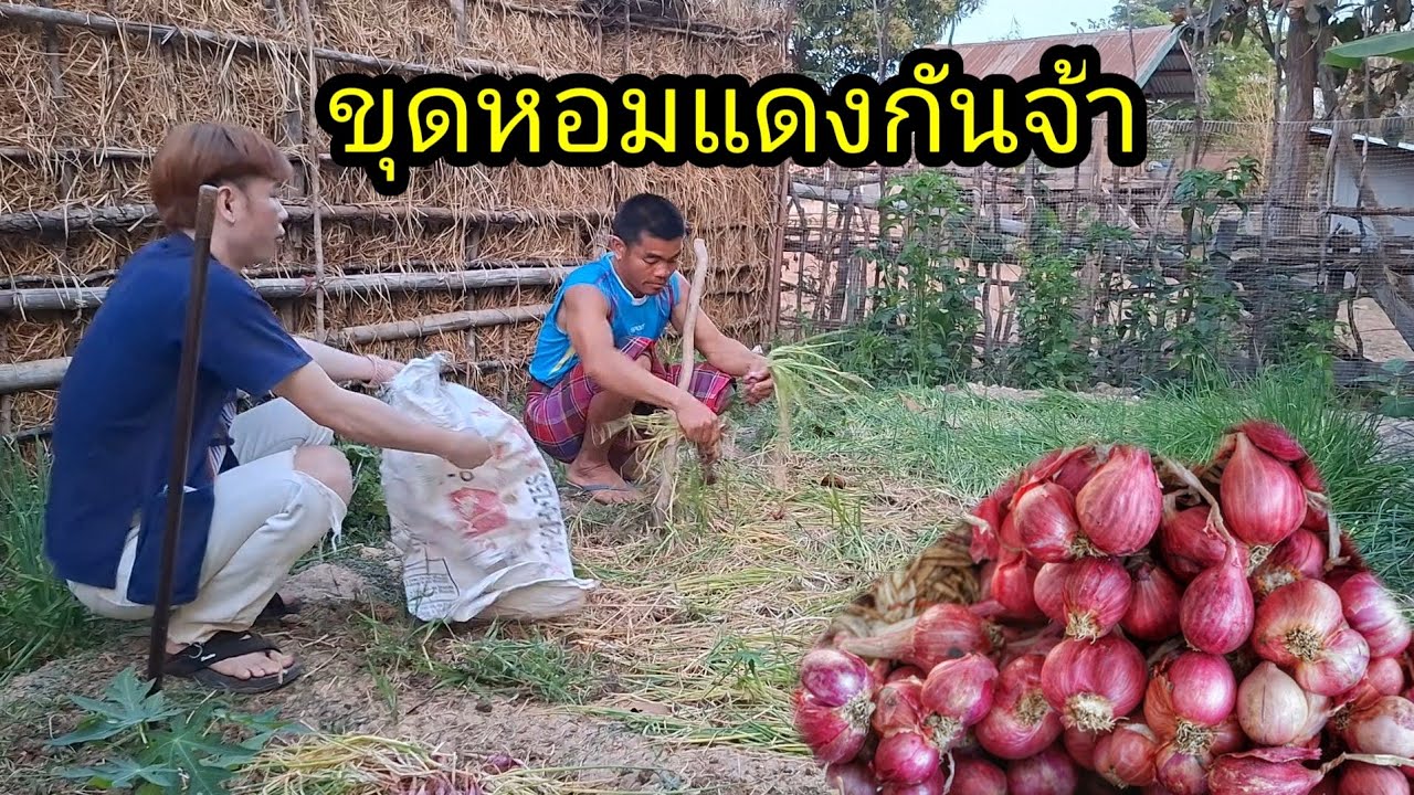 หอมแดงรอบนี้ถือว่าสวยเลยนะทุกคน ไว้เฮ็ดแนวแล้วจ้า