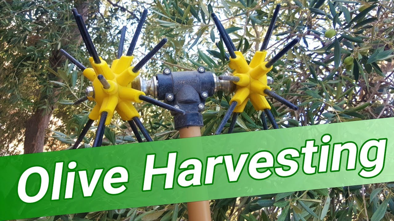 Olive Harvester - Picking Machine, Hands-On