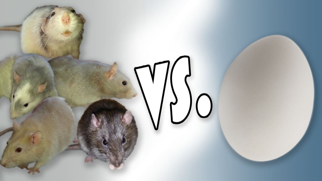 Fünf Ratten und ein Ei